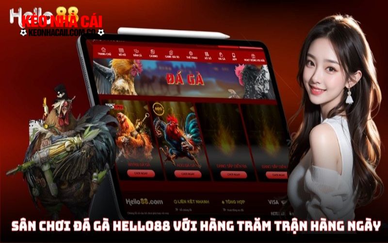 heloo88 3 Đá gà trực tiếp với hàng ngàn trận chiến mỗi ngày