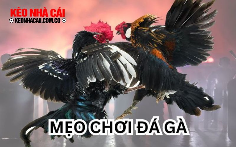 3 mẹo giúp bắt kèo đá gà thomo hiệu quả như dân chuyên