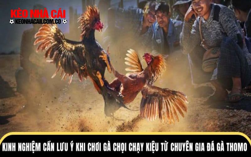 Lưu ý cho người mới khi theo dõi đá gà thomo online