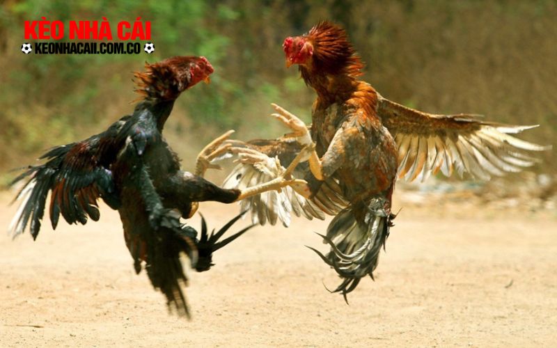 Vì sao nên bắt kèo theo kinh nghiệm, không theo cảm tính?